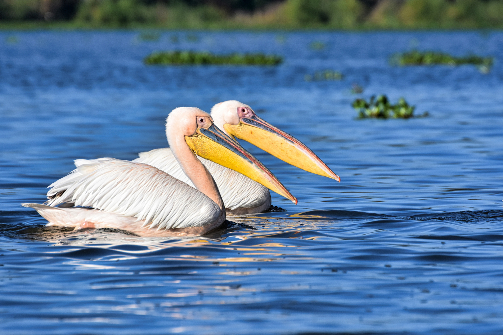 Pelikane am Lake Naivasha