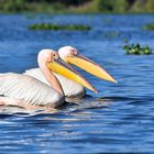 Pelikane am Lake Naivasha