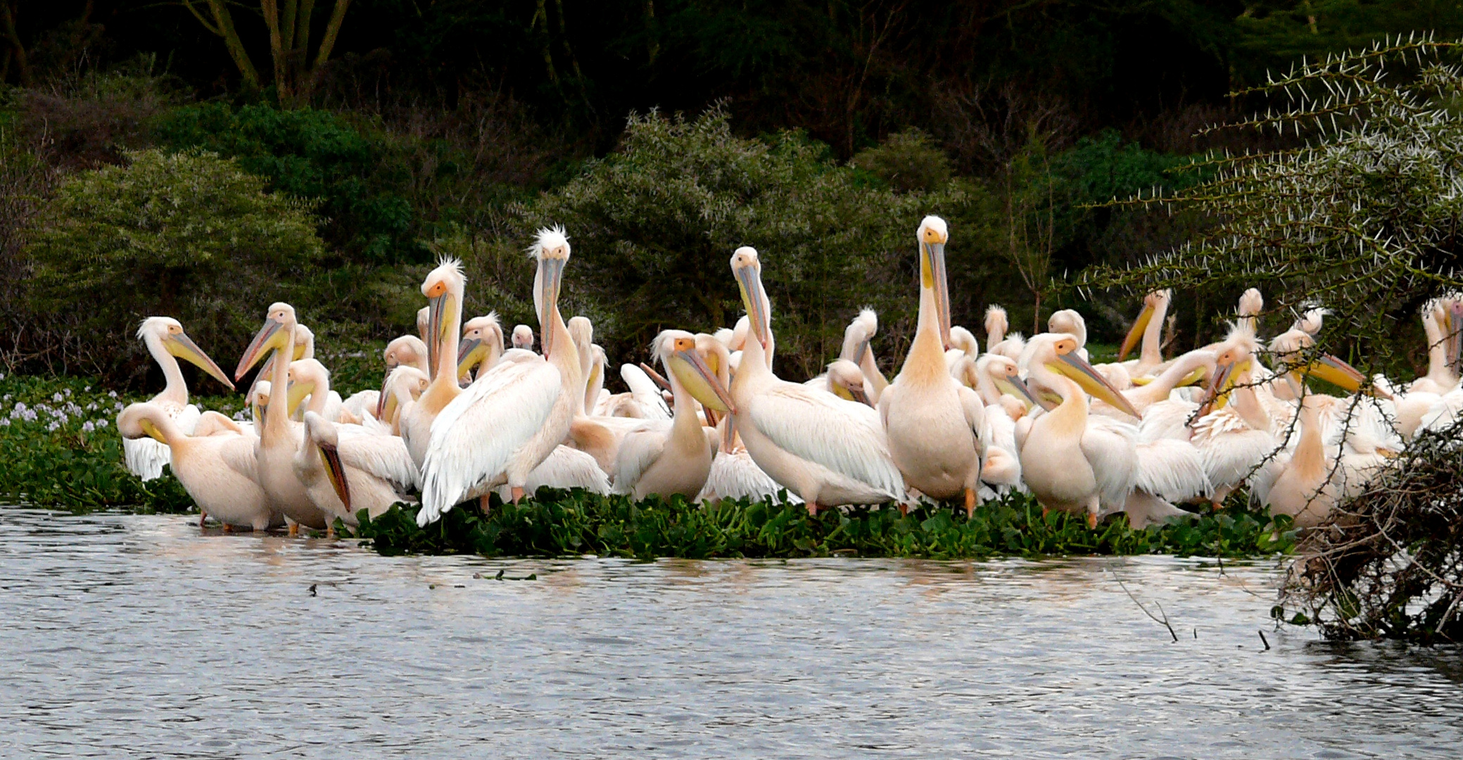 Pelikane am Lake Naiwasha