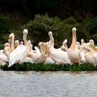 Pelikane am Lake Naiwasha