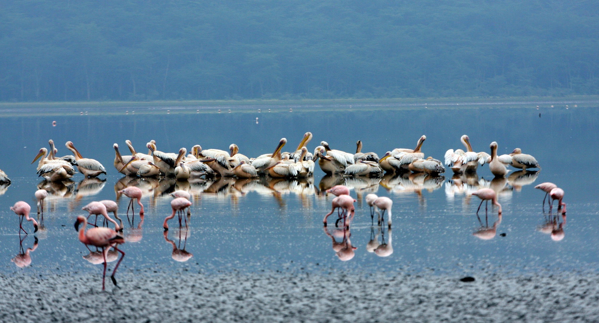 Pelikane am Lake Nakuru