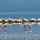 Pelikane am Lake Nakuru