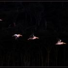 Pelikane am Lake Nakuru