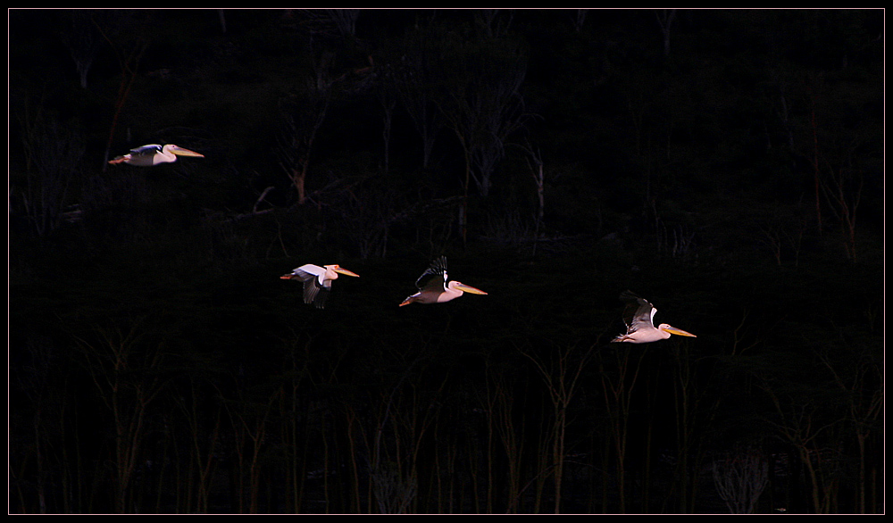 Pelikane am Lake Nakuru