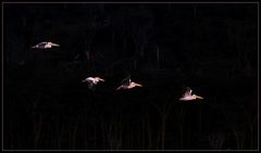 Pelikane am Lake Nakuru