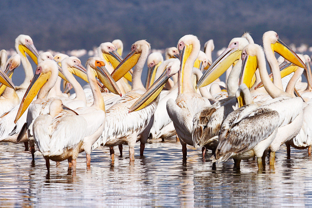 Pelikane am Lake Nakuru