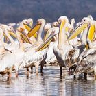 Pelikane am Lake Nakuru