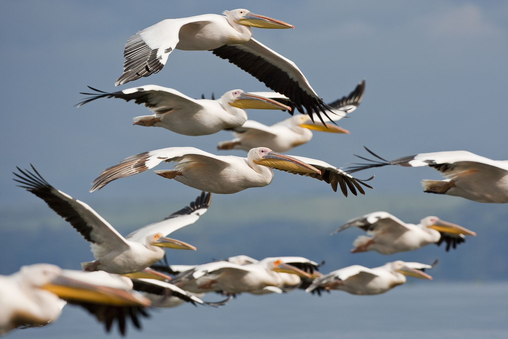 Pelikane am Lake Nakuru