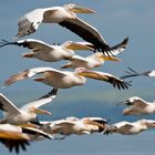 Pelikane am Lake Nakuru