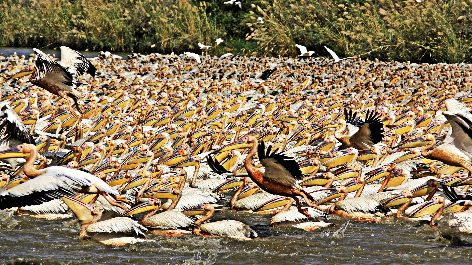 Pelikane am Lake Rosa im Senegal