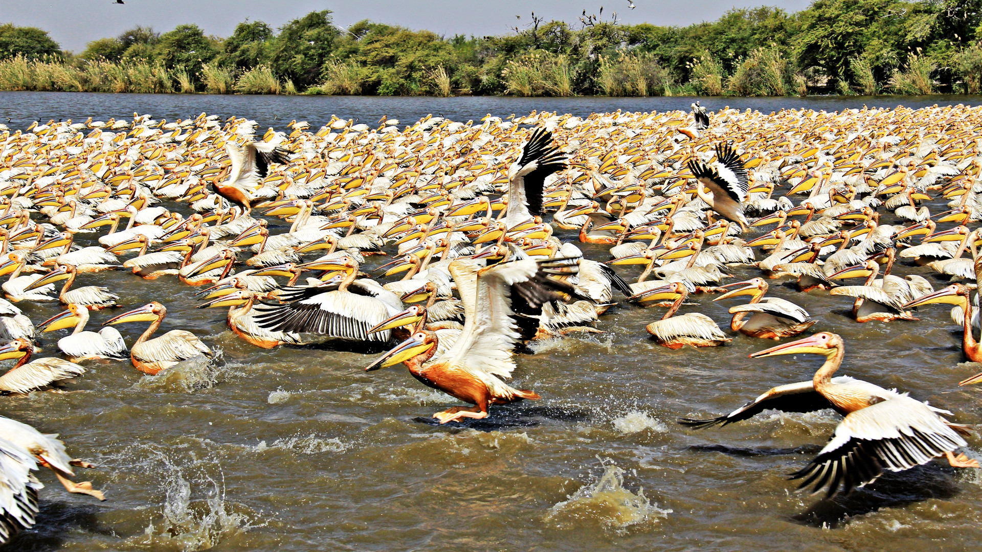 Pelikane am Lake Rosa im Senegal