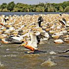 Pelikane am Lake Rosa im Senegal