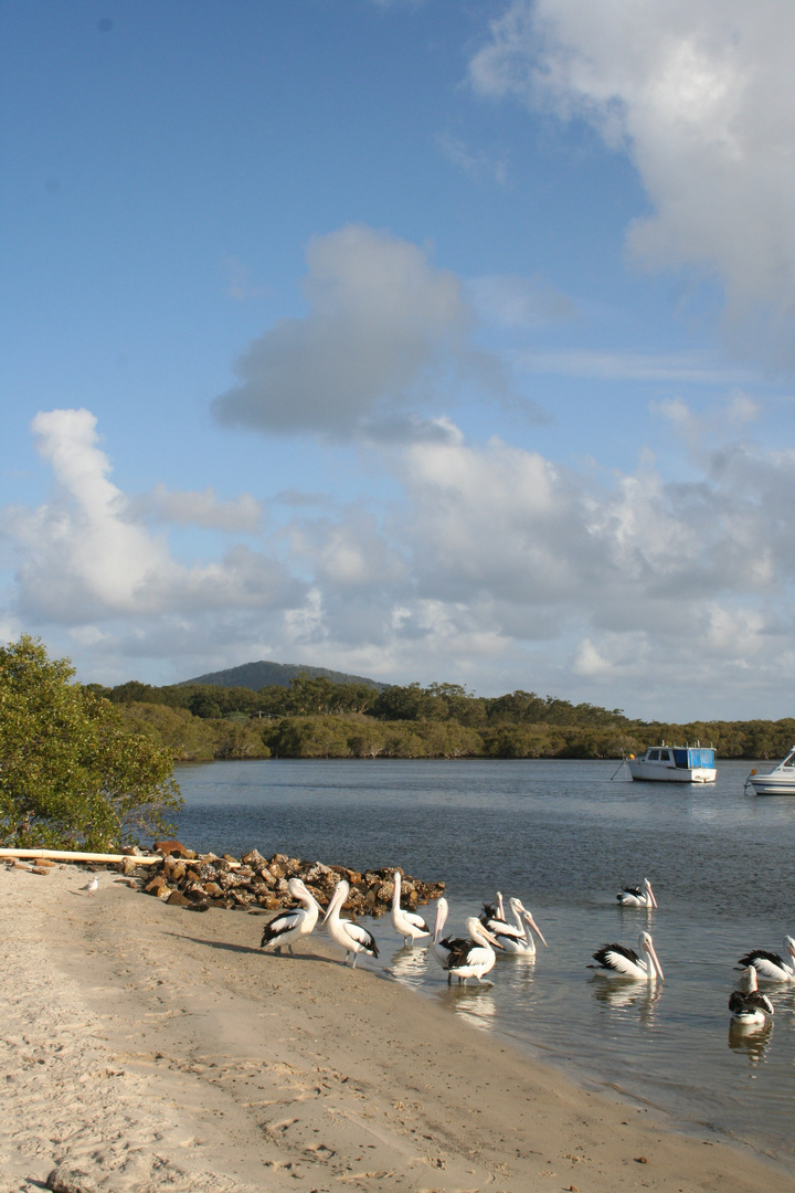 Pelikane am Myall River
