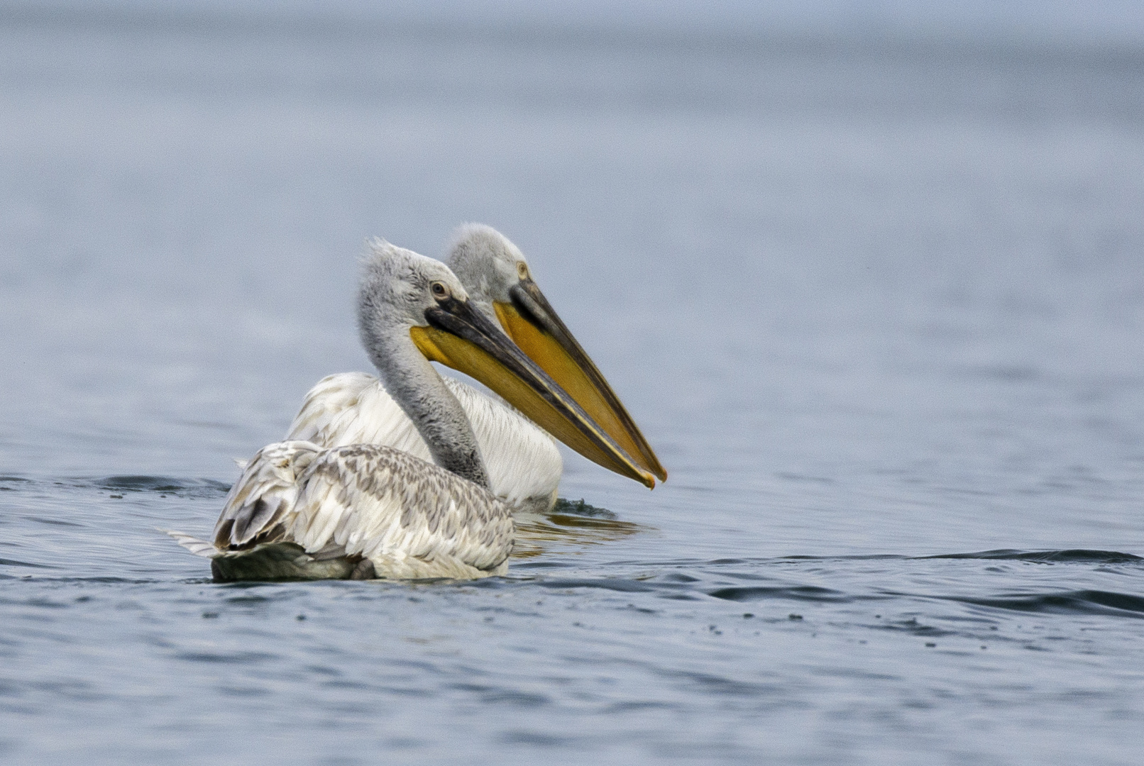 Pelikane am Skutarisee