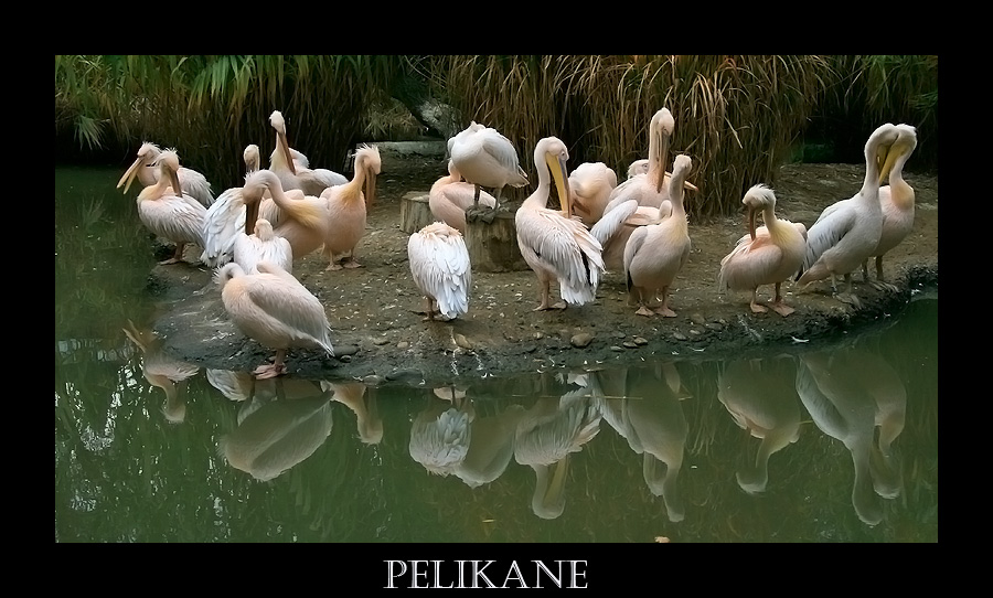 Pelikane am Spiegelsee;-)