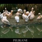 Pelikane am Spiegelsee;-)