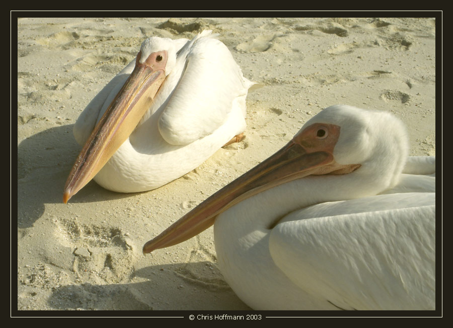 Pelikane am Strand