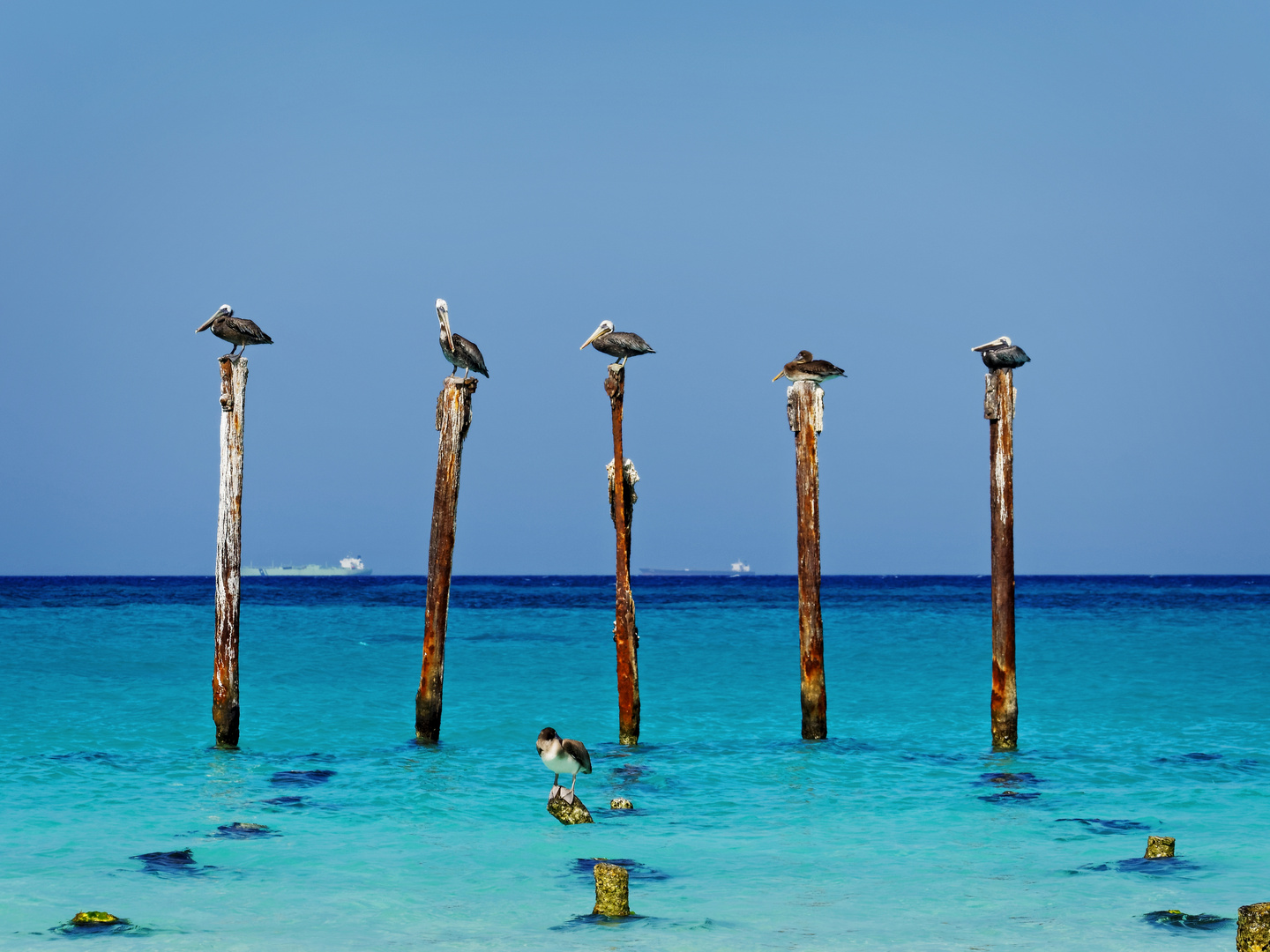 Pelikane auf Aruba