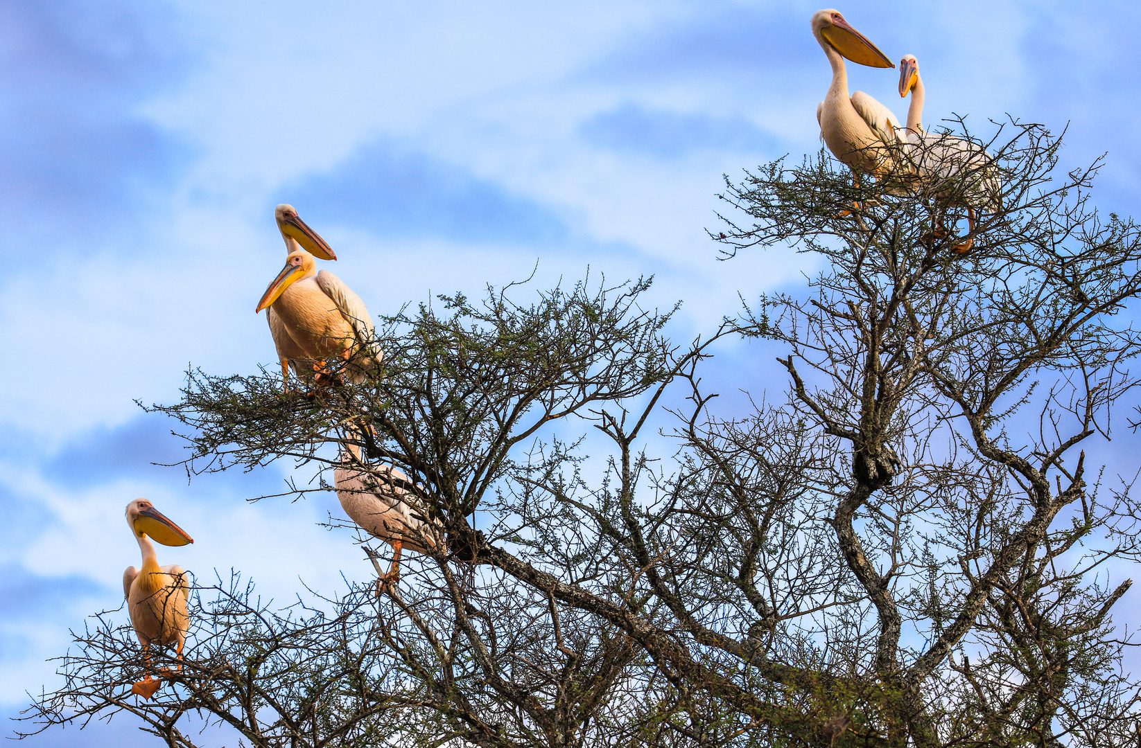 Pelikane auf dem Baobab