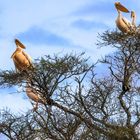 Pelikane auf dem Baobab