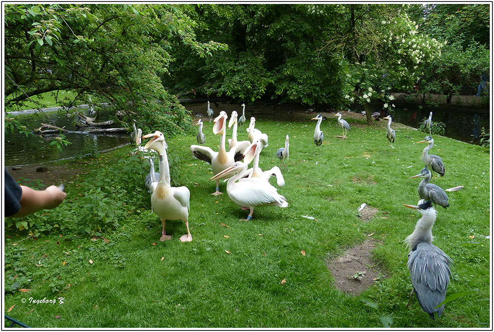 Pelikane - auf dem Weg nach Futter - umringt von interessierten Reihern