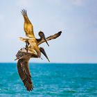 Pelikane auf der Jagd
