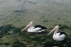 Pelikane auf Kangaroo-Island (Australien)