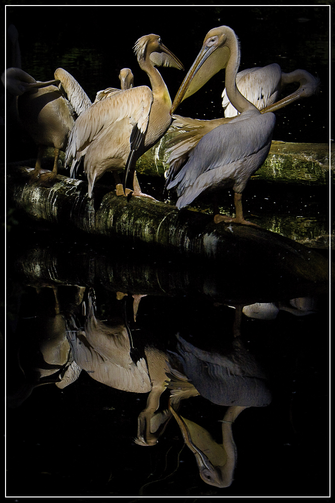 Pelikane (aus dem Archiv)