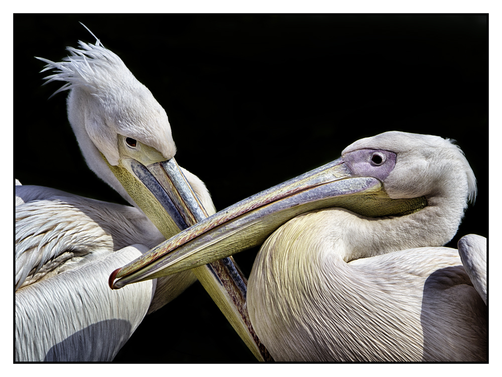 pelikane Foto Bild tiere natur zoo Bilder auf pelikane Foto Bild tiere natur zoo Bilder auf