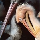 Pelikane