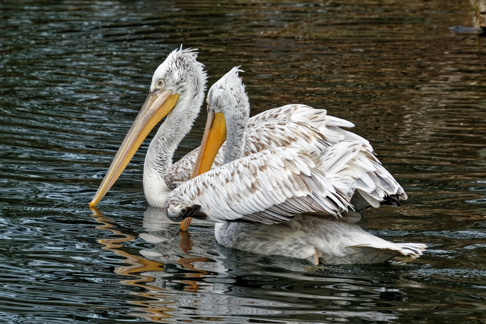 Pelikane Foto & Bild tiere, zoo, wildpark & falknerei, vögel Bilder