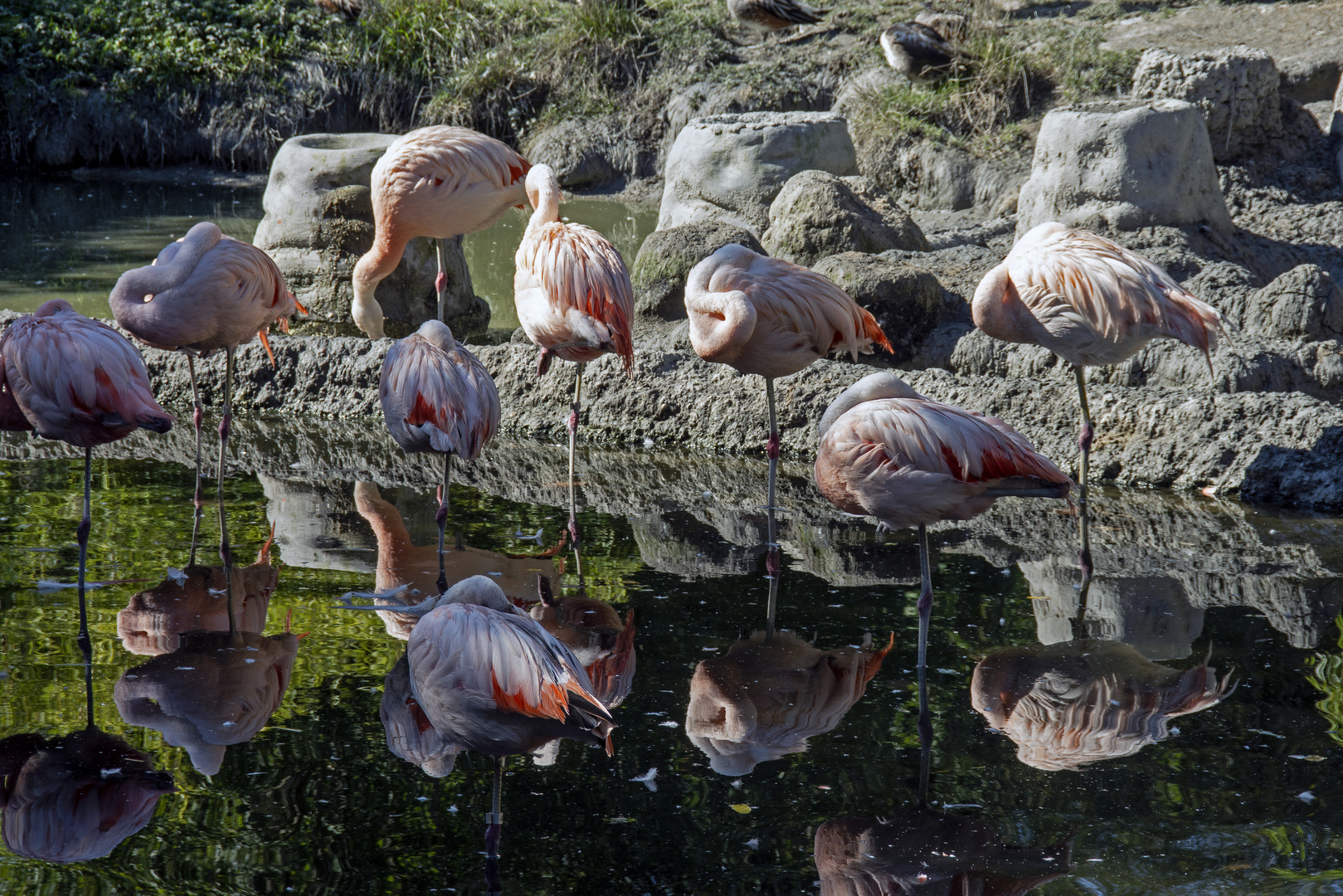 Pelikane bei der Siesta   Zoo Zürich