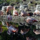 Pelikane bei der Siesta   Zoo Zürich