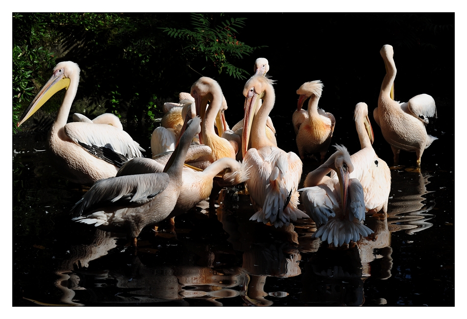 Pelikane bei Hagenbeck