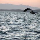 Pelikane beim Fischen im Pazifik, Panama