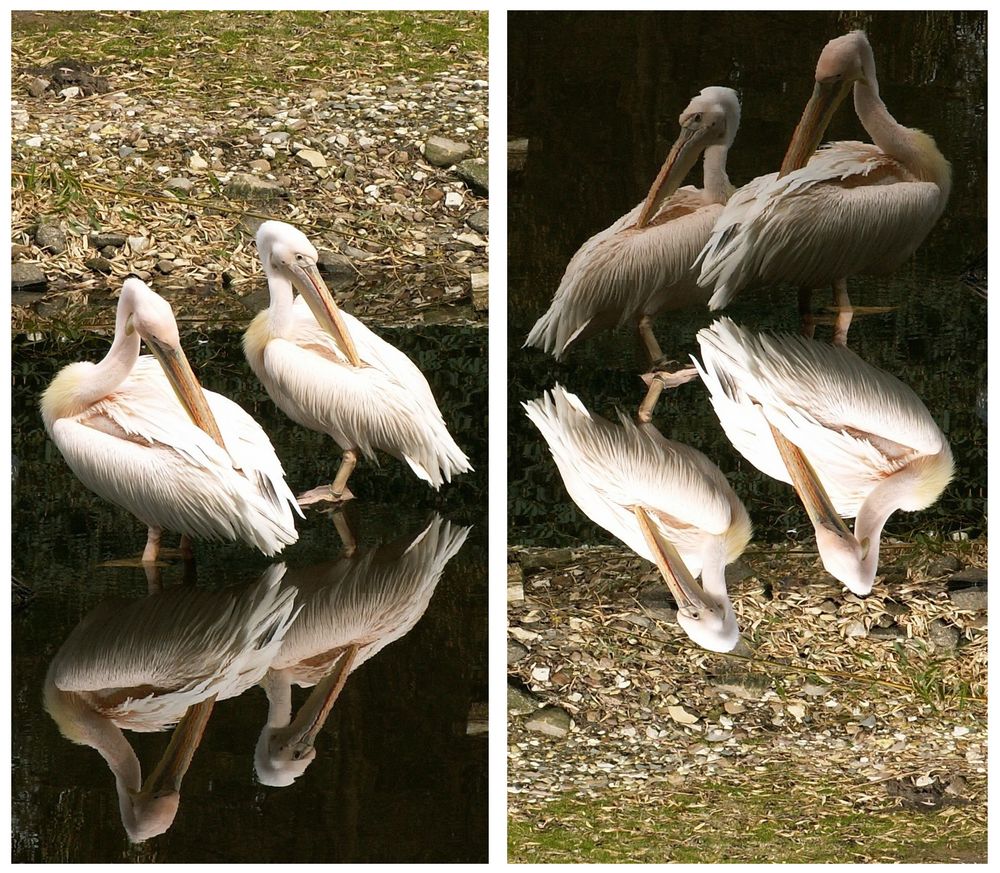 Pelikane beim Frühjahrsputz, Spiegelung