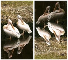 Pelikane beim Frühjahrsputz, Spiegelung