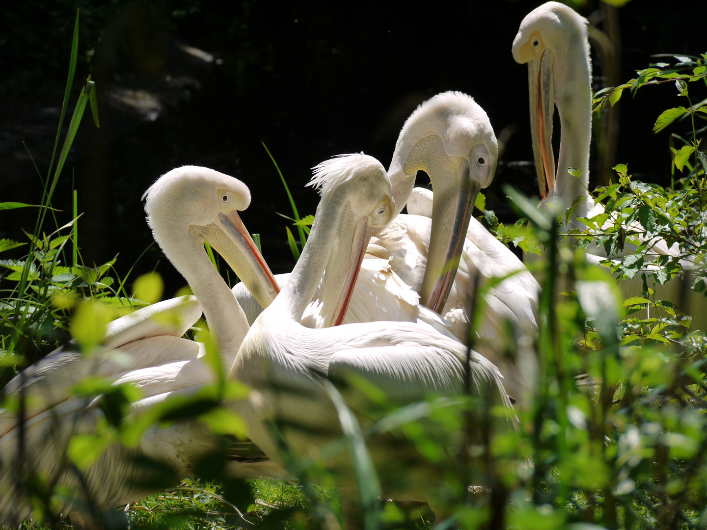 Pelikane beim Sonnenbad