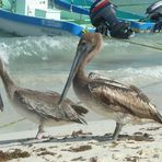 Pelikane beim Strandspaziergang.