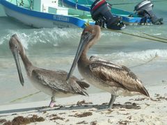 Pelikane beim Strandspaziergang.