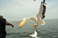 Pelikane bekommen nie genug