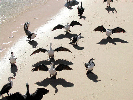 Pelikane, die sich am Strand die Flügel trocknen
