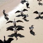 Pelikane, die sich am Strand die Flügel trocknen