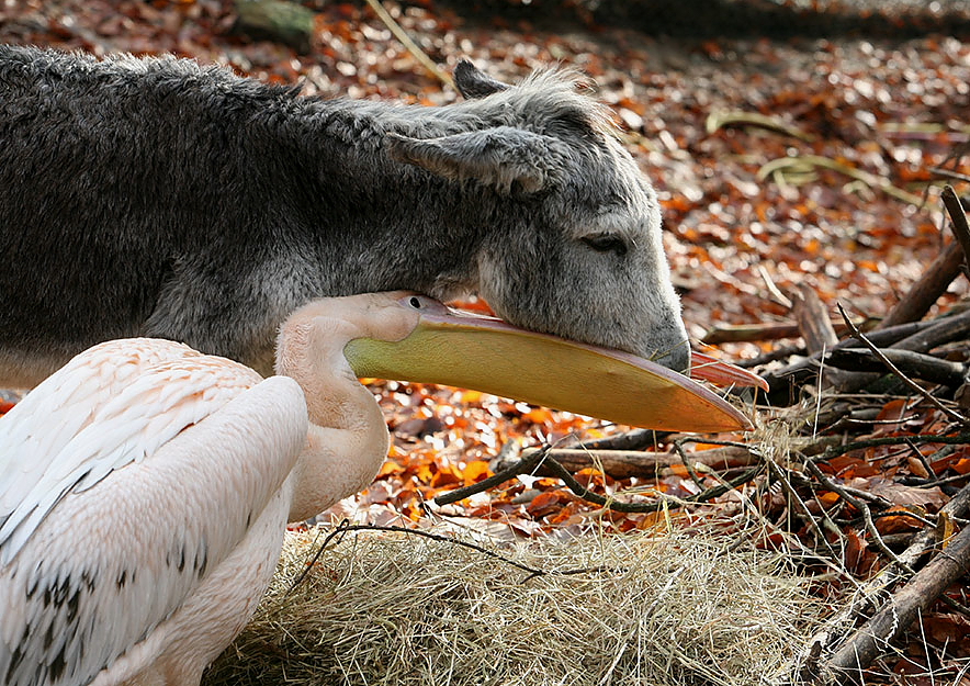 Pelikane füttern und umsorgen kranken Esel