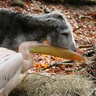 Pelikane füttern und umsorgen kranken Esel