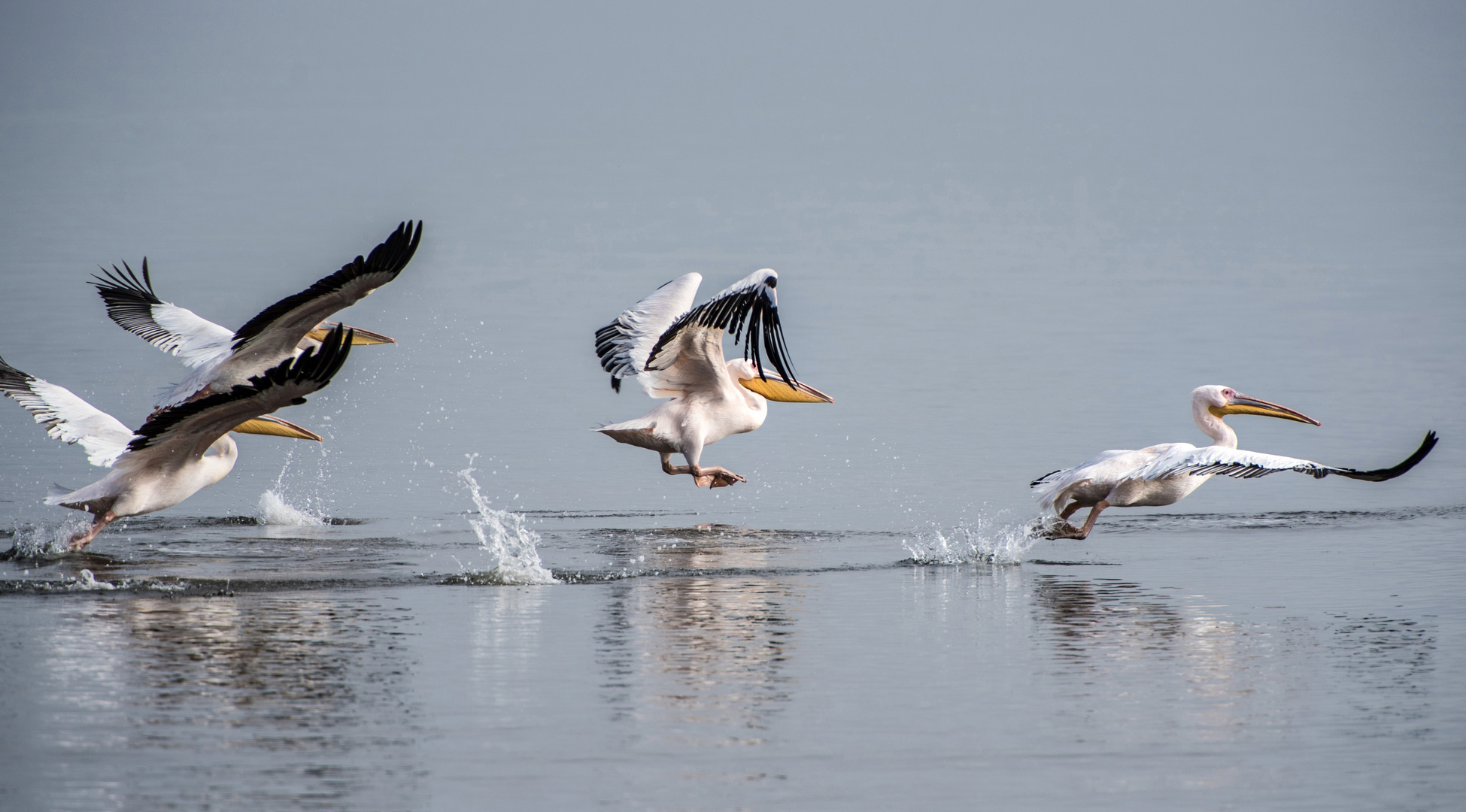 Pelikane im Abflug