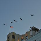 Pelikane im Art Deco