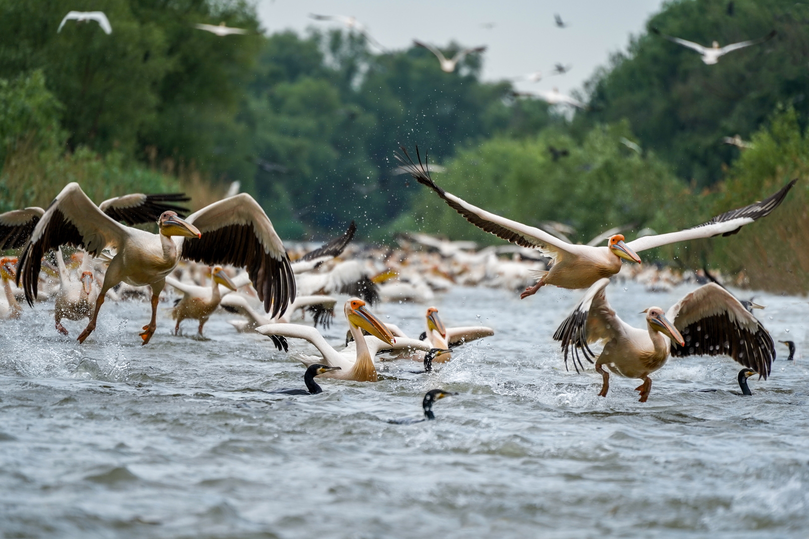 Pelikane im Donaudelta