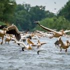 Pelikane im Donaudelta