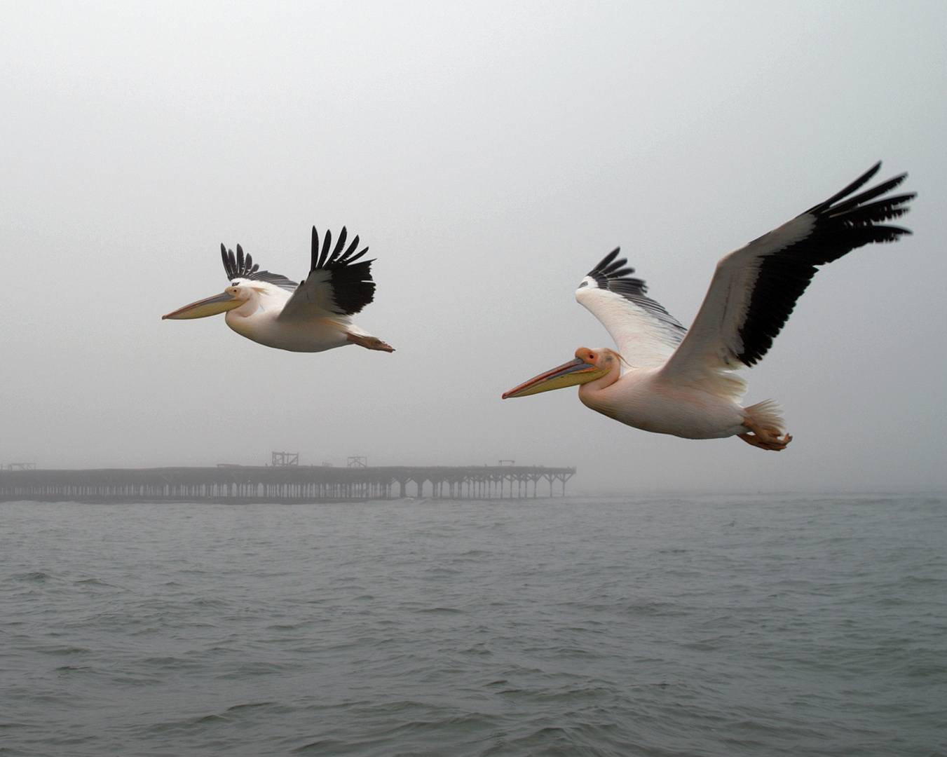 Pelikane im Flug